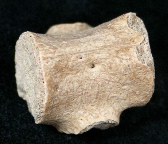 Champsosaurus Vertebrae (Cretaceous Reptile) #12703